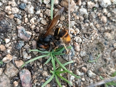 Vespa velutina nigrithorax