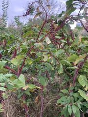 Phytolacca americana