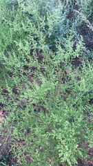 Artemisia annua