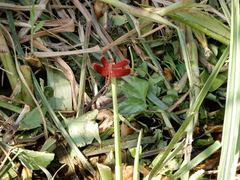 Neurothemis taiwanensis