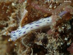 Hypselodoris bertschi