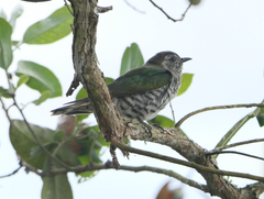 Chrysococcyx lucidus