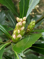 Anopterus glandulosus