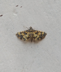 Eurrhyparodes tricoloralis