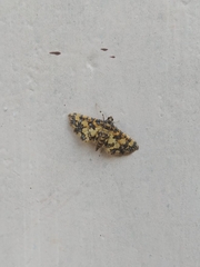Eurrhyparodes tricoloralis