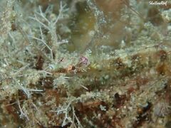 Halicampus edmondsoni