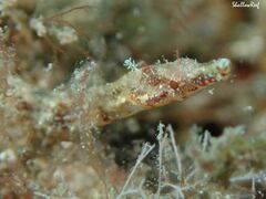 Halicampus edmondsoni