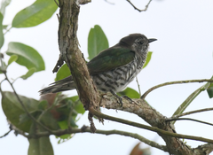 Chrysococcyx lucidus