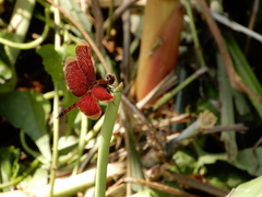 Neurothemis taiwanensis