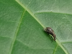 Platystoma seminationis