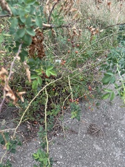 Rosa canina