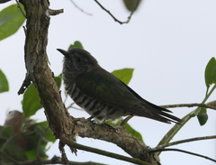 Chrysococcyx lucidus