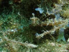 Lambrachaeus ramifer