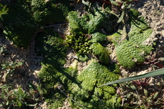 Arctopus dregei