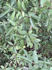 Ligustrum vulgare