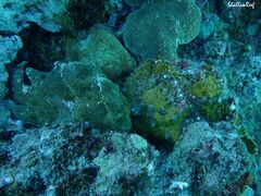 Antennarius commerson