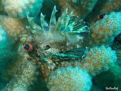 Dendrochirus barberi