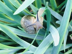 Acusta