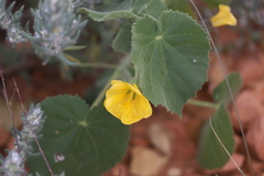 Abutilon leucopetalum