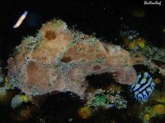 Antennarius commerson