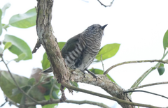 Chrysococcyx lucidus