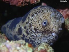 Uropterygius polyspilus