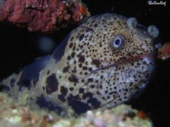 Uropterygius polyspilus