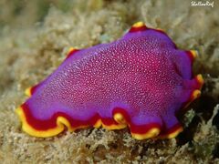 Pseudoceros ferrugineus