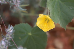 Abutilon leucopetalum