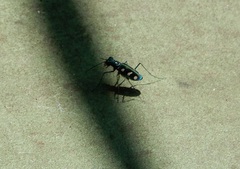 Cosmodela batesi