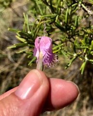Dianthus broteri