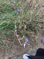 Cichorium intybus