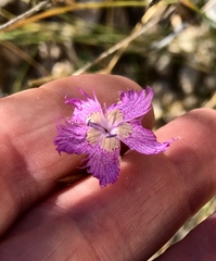 Dianthus broteri