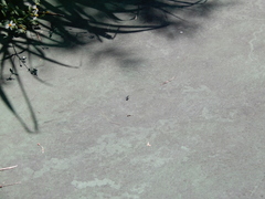 Cosmodela batesi