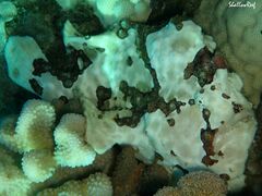Antennarius commerson