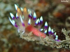 Coryphellina exoptata