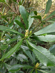 Anopterus glandulosus