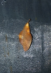 Gastropacha leopoldi