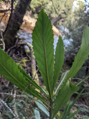 Anopterus glandulosus