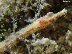 Halicampus edmondsoni