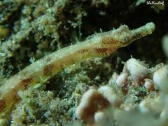 Halicampus edmondsoni