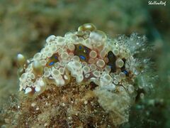 Dendrodoris krusensternii