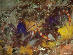 Stenopus tenuirostris