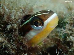 Plagiotremus goslinei