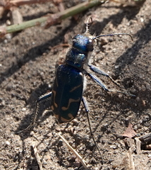 Cicindela tranquebarica