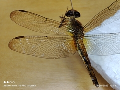 Neurothemis fluctuans