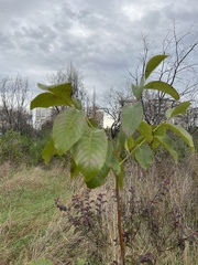 Juglans regia