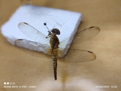 Neurothemis fluctuans