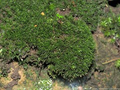 Syrrhopodon texanus
