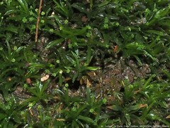 Syrrhopodon texanus